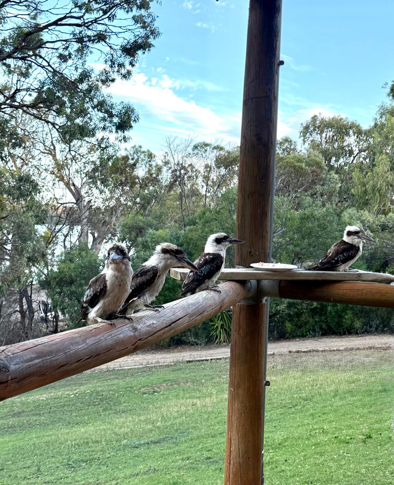 Kookaburras perched outside the river house